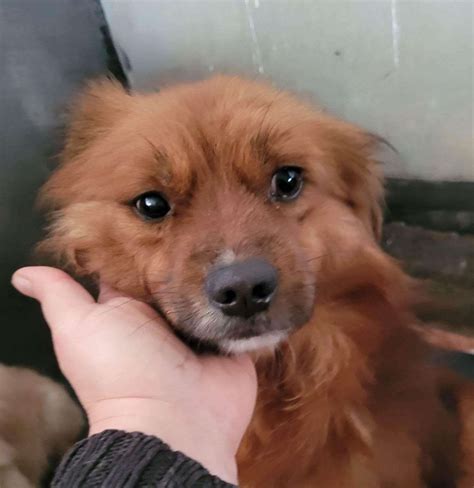 Ernie 2 3 Year Old Male Cross Breed Available For Adoption
