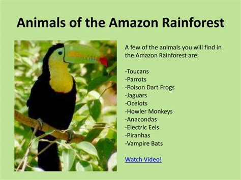 Ppt Rainforests Powerpoint Presentation Id2429150