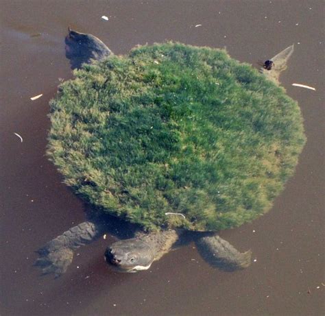 Meet the Ultra Punk-Rock Mary River Turtle That's Battling Extinction | Featured Creature