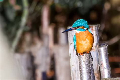 Kingfisher Hunting In Summer Kingfisher Lancashire Sco Flickr