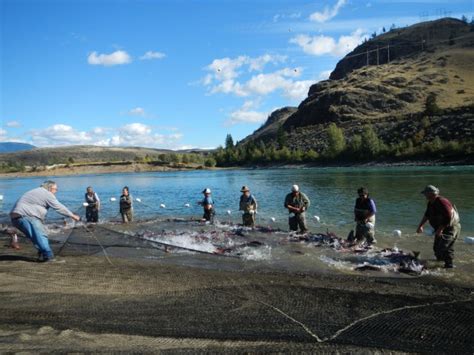 Secwepemc Fisheries Commission Shuswap Nation Tribal Council Sntc