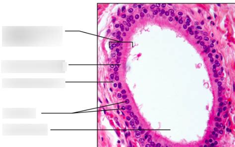 stratified columnar epithelium Diagram | Quizlet