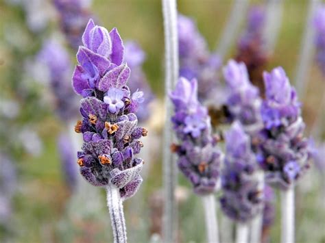 Cómo cuidar una planta de lavanda