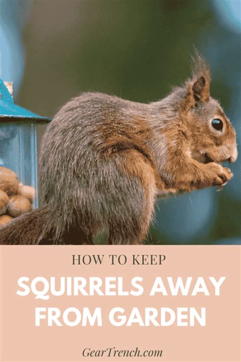 How To Keep Squirrels Away 15 Tips To Get Rid Of Squirrels