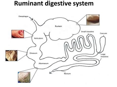 Digestion And Absorption In Ruminant And Non Ruminant Pptx