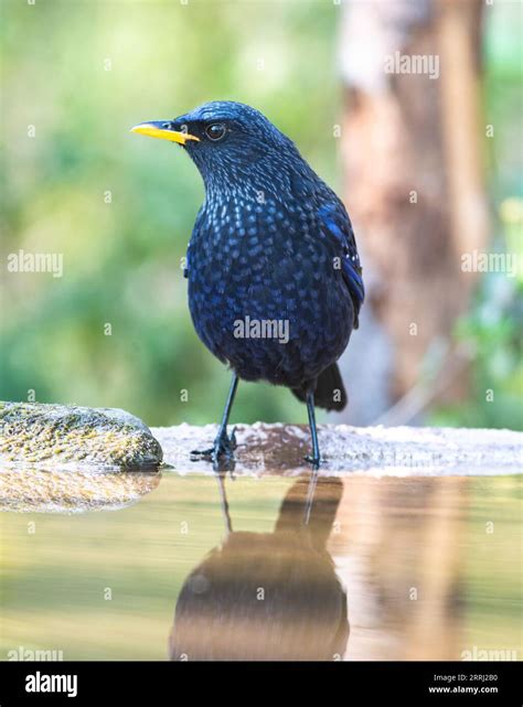 Birds Of Uttarakhand Stock Photo Alamy