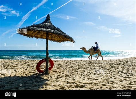 North Africa Tunisia Cape Bon Hammamet Camel For Tourists Walking