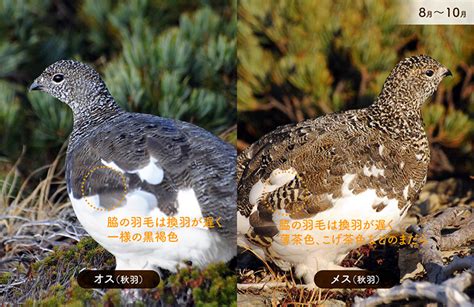 ライチョウの観察 ライチョウ保護スクラムプロジェクト