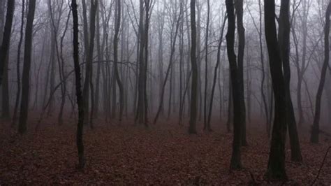 Walking in scary horror fog forest at th... | Stock Video | Pond5