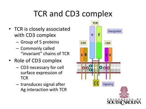 Ppt Major Histocompatibility Complex Mhc And T Cell Receptors