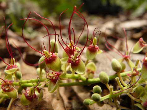 Didelotia Baill Plants Of The World Online Kew Science