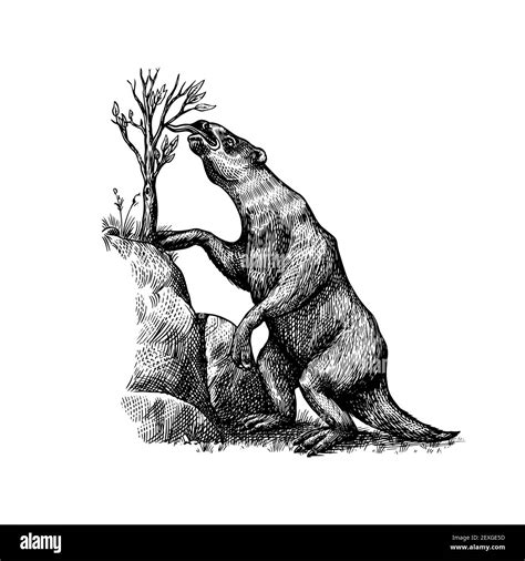 Ground Sloth Or Megatheriidae Prehistoric Mammals Extinct Animal