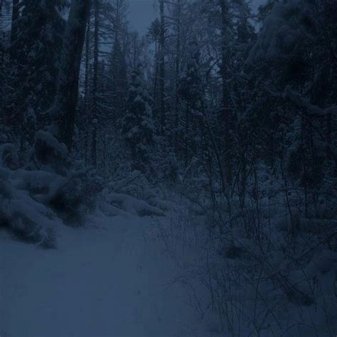 Snowy Path In The Woods At Night