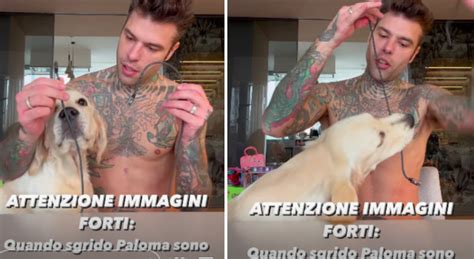 Fedez Sgrida Il Cane Paloma Il Video Dopo L Allenamento Di Boxe