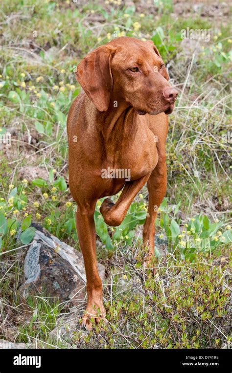 Hungarian Vizsla hunting dog on point Stock Photo - Alamy