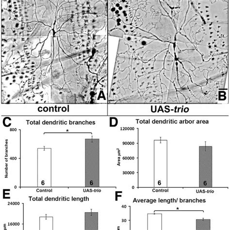 Trio Staining Arrows In Dorsal Cluster Sensory Neurons From Ac