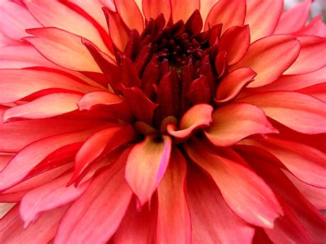 🔥 Free Download Dahlia Wallpaper By Jesusc91 Wallpapersafari