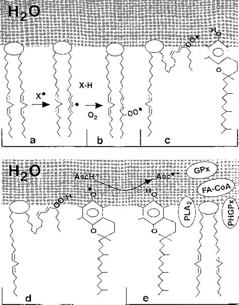 Membrane Lipid Peroxidation Only One Leaflet Of The Bilayer Is