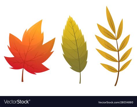 Fall Leaves Vector