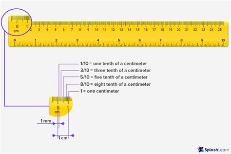 What is Ruler? Definition, Types, Examples, Facts