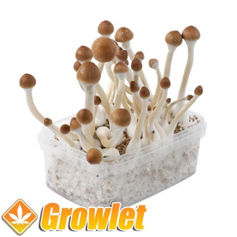 Kit De Cultivo De Setas Amazonian Growlet