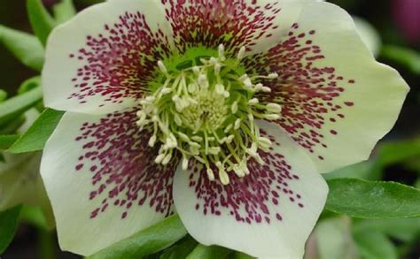 X Christrose Spotted Hybrid Helleborus Orientalis Spotted