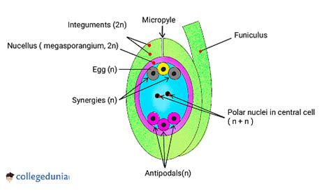 Ovule: Components, Types & Functions