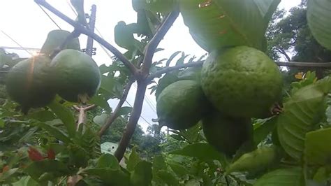 Frut Fera Produzindo Em Vaso Goiaba Paluma A Venda Em Niter I Rj