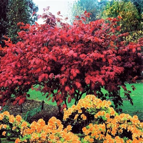 Arce japonés palmatum Atropurpurea 14 cm compre barato en Plantazon es