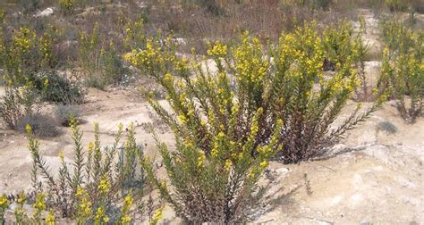 Dittrichia viscosa (olive grove): discover its properties - Global Gardening Secrets