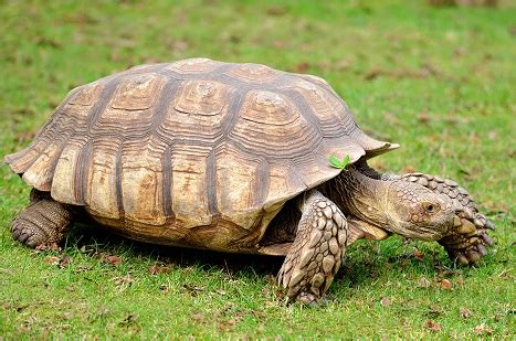 Sulcata Tortoise Facts and Pictures