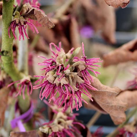 Zaubernuss Amethyst Hamamelis Vernalis Amethyst Zulauf Gartencenter