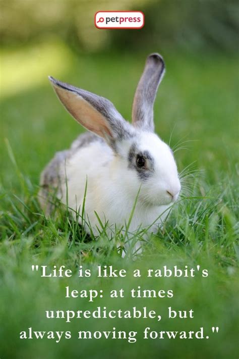 75 Rabbit Inspiring Quotes to Jump-start Your Day - PetPress