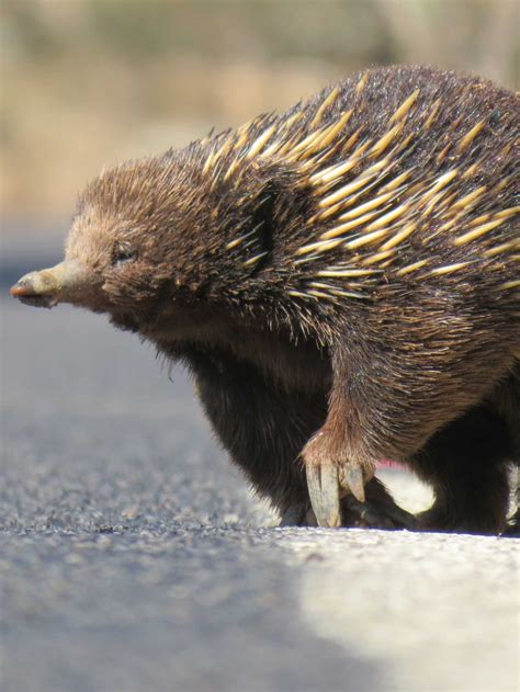 Echidnas Are Mating And Scientists Want You To Keep An Eye Out For The