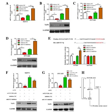 Flvcr1 As1 Promoted Cell Migration Invasion And Wound Healing In Osc