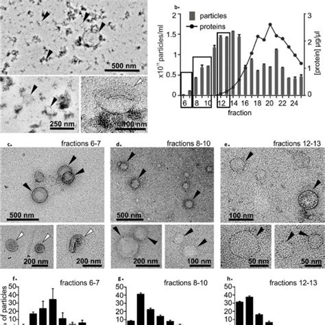 Characterisation Of Evs Isolated Using The Precipitation Method A