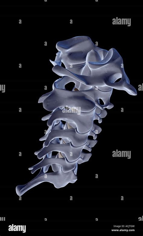 Vertebras Cervicales Axis Fotograf As E Im Genes De Alta Resoluci N