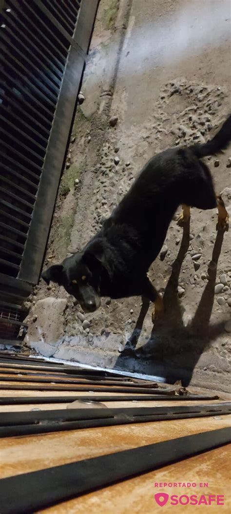 Sosafe Perrita Perdida Parece De Casa Y No Deja De Llorar Por Favor