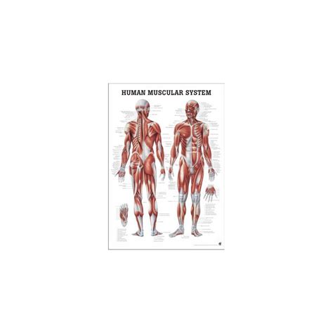 Tablica anatomiczna Układ mięśniowy Plansza anatomiczna SKLEP DLA