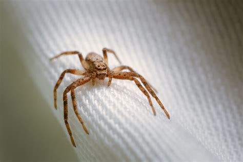 How To Keep Spiders Off Patio Furniture Garden Benches Blog