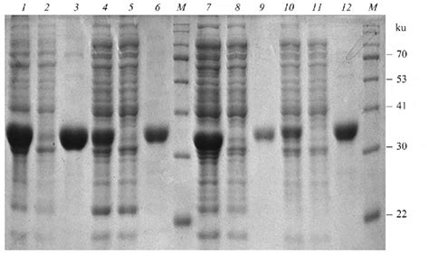 SDS PAGE Analysis Of Recombinant AKR1Cs M Protein Marker 1 3 Lysate