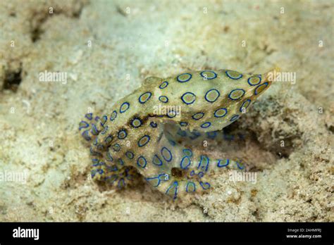 Blue Ringed Octopus Eggs