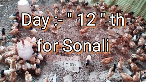 Ep09 12 Din Ka Sonali Chicks Feeding All Experience Desi Sonali