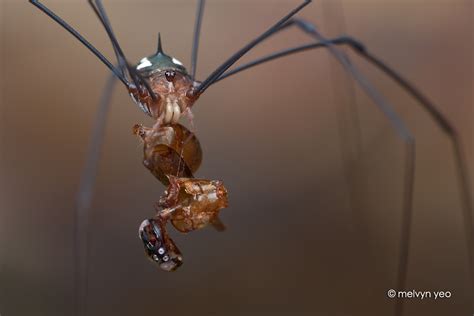 Harvestman by melvynyeo on DeviantArt