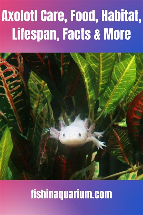 Axolotl Care Food Habitat Lifespan Facts More In Axolotl