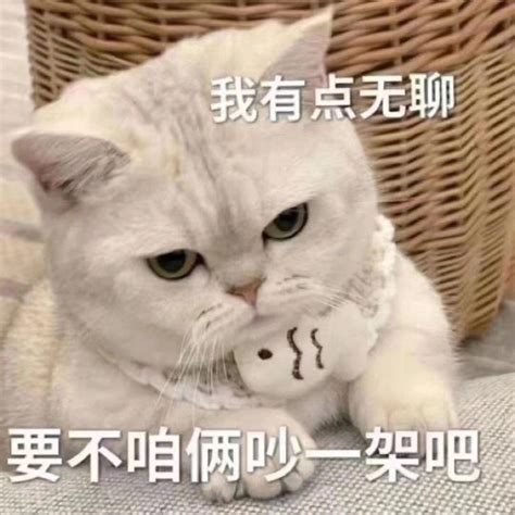 胖猫表情包一整张 抖音