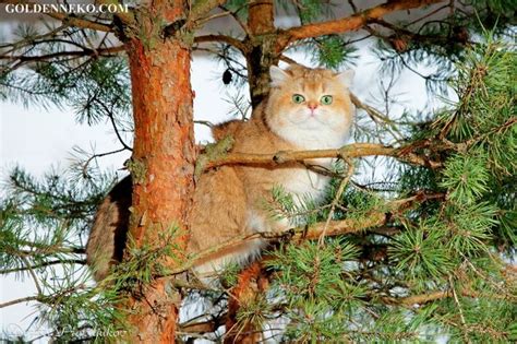 20 лучших фотографии кошек, котов, самые лучшие фотографии кошек?
