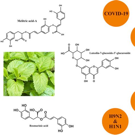 Pdf An Updated Review On The Properties Of Melissa Officinalis L