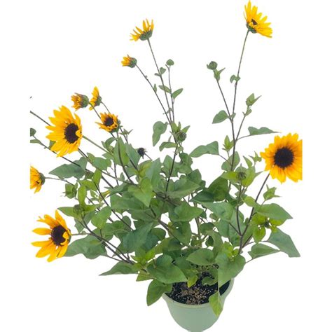 Sunflower Sunflower Sunbelievable Brown Eye from American Farms