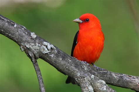 Scarlet Bird Logo